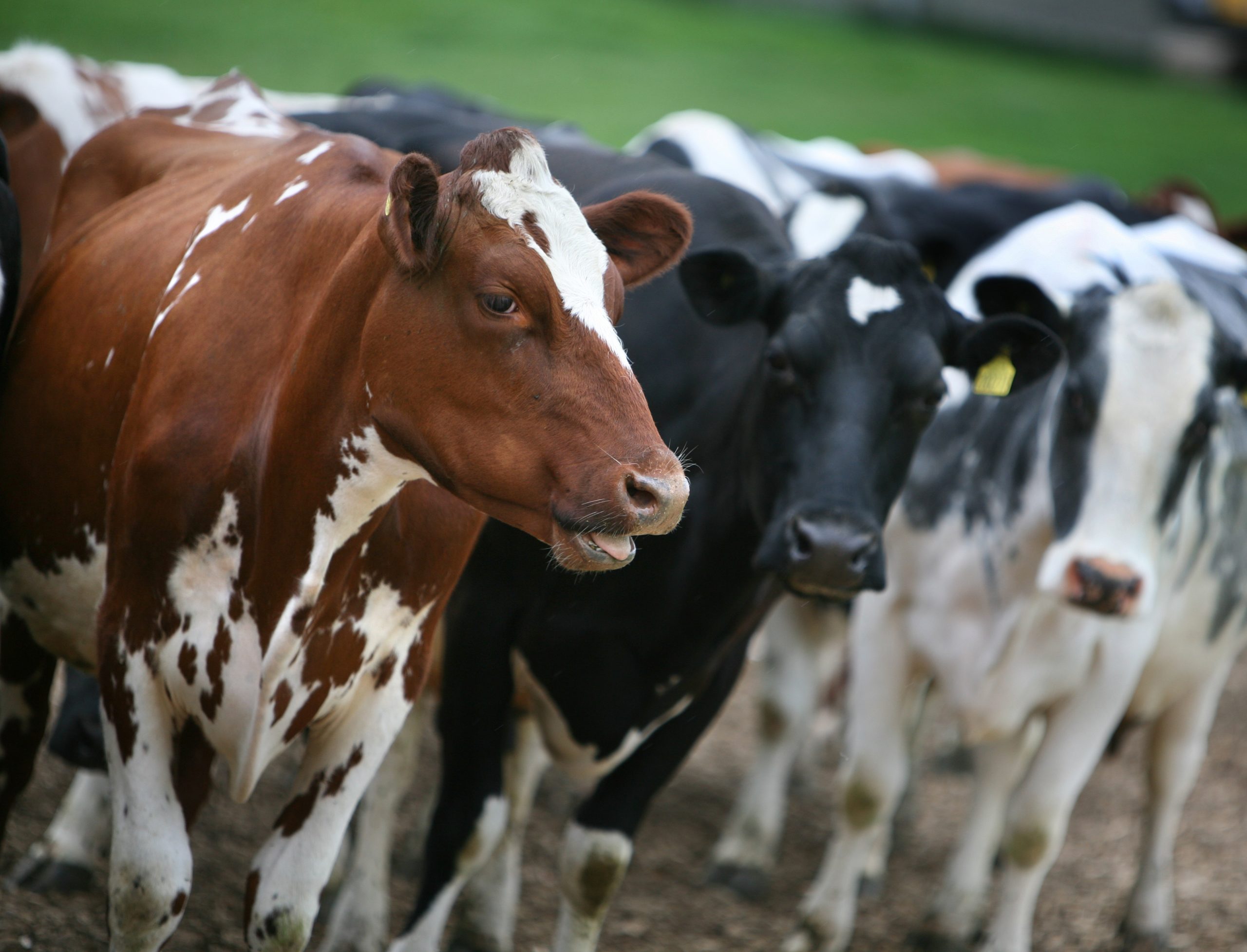 brown, black and white coloured cows